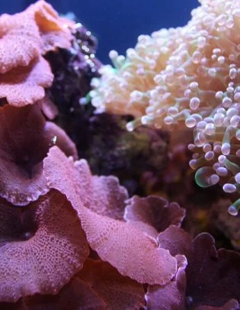 voyage linguistique à torbay aquarium