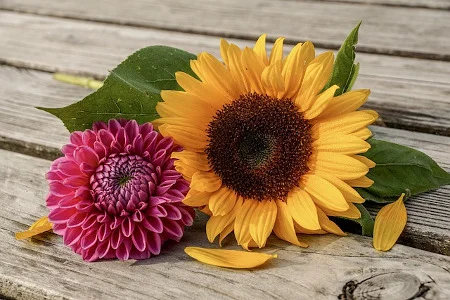Fleur de tournesol séjour linguistique enfants adolescents à pembroke à malte