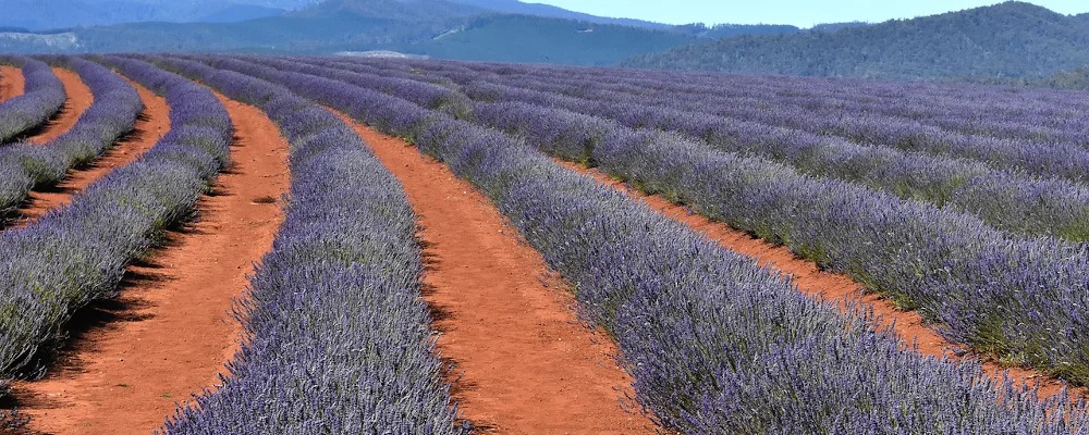 La région de Tasmanie en Australie programme vacances travail australie